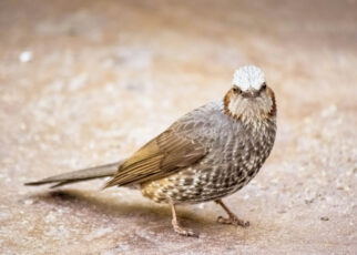 animaux Q