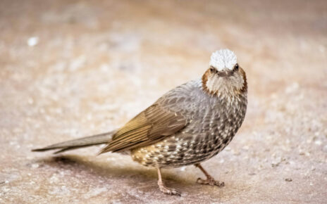 animaux Q
