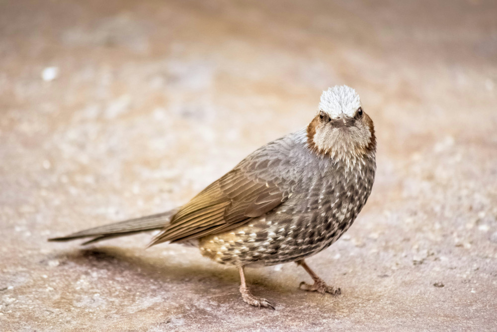 animaux Q