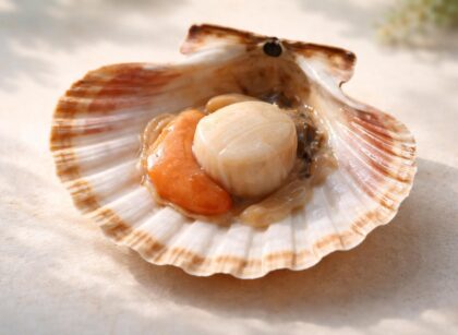 découvrez notre guide détaillé pour apprendre à dessiner une coquille saint-jacques facilement, étape par étape, même pour les débutants.